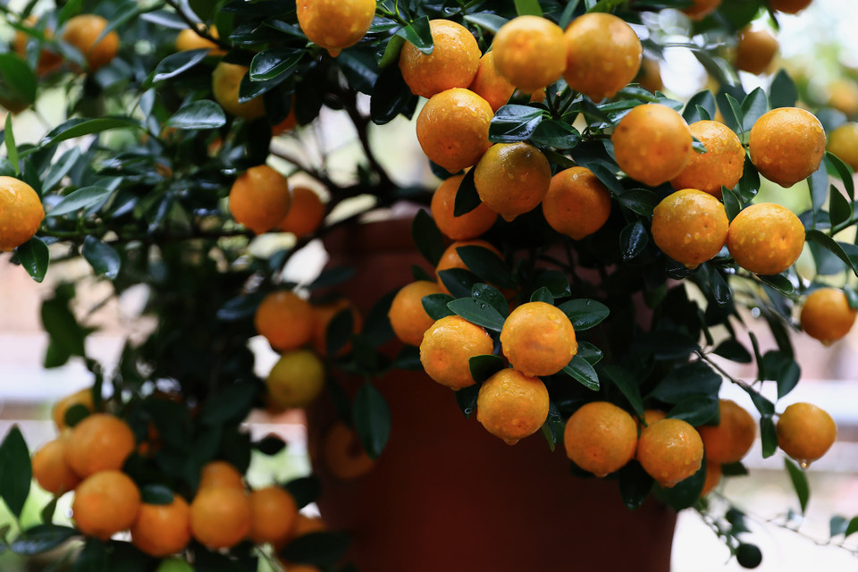 Chăm sóc đảm bảo cho cây được phát triển khỏe mạnh đến dịp Tết sẽ cho ra những quả đều và to. Nghệ thuật của người làm vườn giúp cây có cả quả xanh và quả chín, vừa ra lộc và ra hoa tượng trưng đầy đủ phú quý cho gia chủ. (Ảnh: Hoài Nam/Vietnam+)