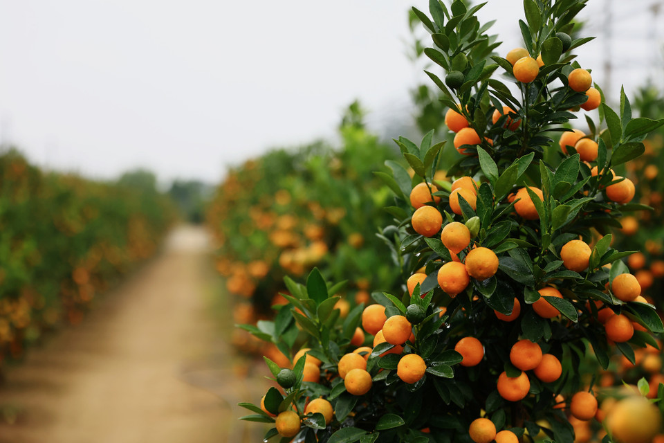Hiện nay, do đô thị hóa, quỹ đất trong làng không còn nhiều, chủ yếu còn lại các vườn nhỏ và người nơi khác đến thuê để trồng quất. (Ảnh: Hoài Nam/Vietnam+)