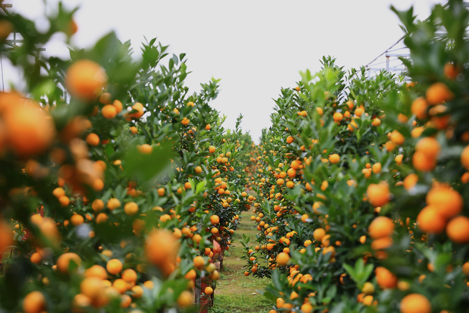 Các nhà vườn hầu hết có mái che để tránh hiện tượng thời tiết khắc nghiệt, đảm bảo về chất lượng sản phẩm phục vụ Tết. (Ảnh: Hoài Nam/Vietnam+)