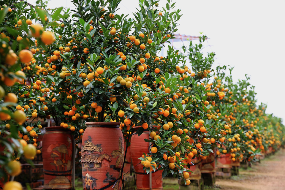 Chủ vườn quất Tô Vũ cho biết nhà ông đã trồng quất qua mấy thế hệ, hiện nay vườn của ông có 400 gốc trên bình với các dáng như thác đổ, phu thê, mẫu tử... (Ảnh: Hoài Nam/Vietnam+)