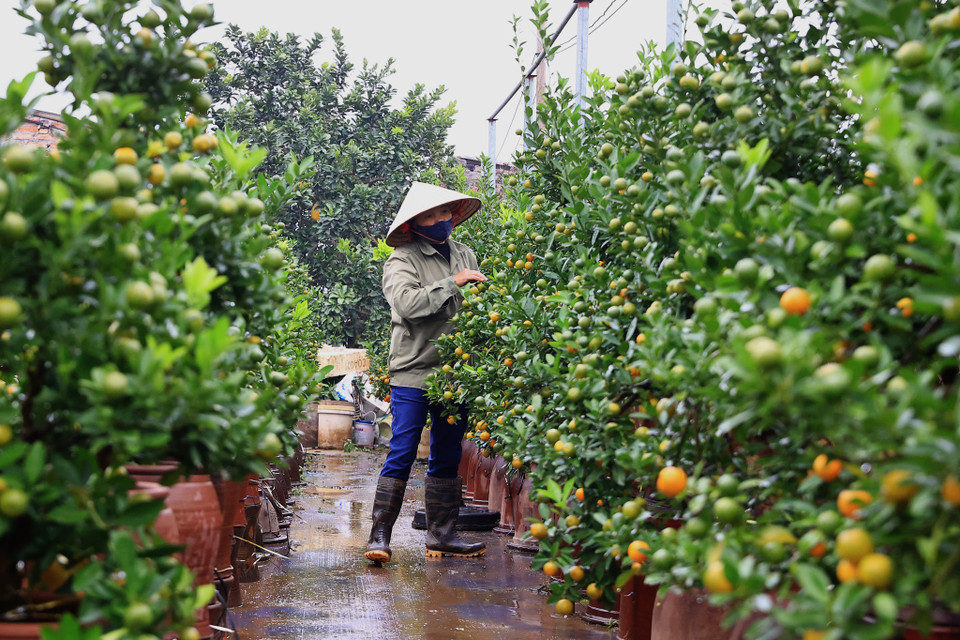 Gia đình nhà cô Thể làm nghề được 30 năm chia sẻ: 'Nhà tôi cũng có khoảng 400 gốc, đã có khách đến hỏi mua cả vườn.’ Cô cho biết thêm nếu mùa này có sương muối sẽ phun thuốc chống sương giúp cây giữ được quả đến Tết. (Ảnh: Hoài Nam/Vietnam+)