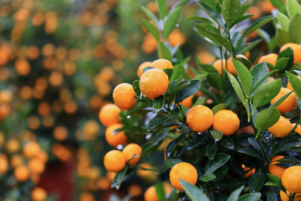 Những năm trước, vườn của anh có những cây quất trị giá hàng chục triệu đồng nhưng 2 năm trở lại đây, anh chỉ làm những chậu quất có giá từ vài trăm nghìn đến 5 triệu đồng. (Ảnh: Hoài Nam/Vietnam+)