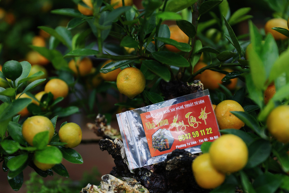 Vườn quất của anh không mang ra chợ bán, những người sành chơi sẽ đến tận nơi để xem và đặt hàng. (Ảnh: Hoài Nam/Vietnam+)