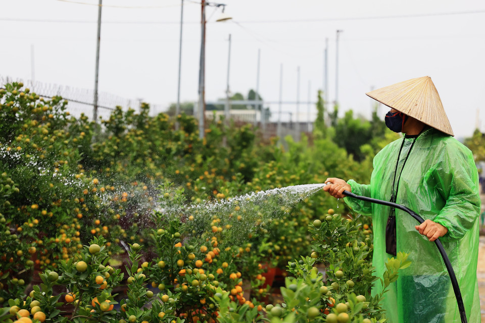 Giữ độ ẩm cho cây cũng là một yếu tố quan trọng. Trong những ngày này, nếu trời hanh khô sẽ phải tưới nước ít nhất 1 lần/ ngày. (Ảnh: Hoài Nam/Vietnam+)