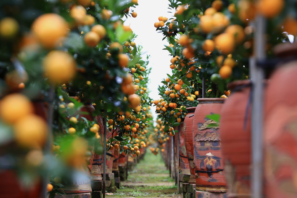 Để cho cây quất phát triển bình thường thì người dân chỉ trồng 250 gốc trên diện tích 300 mét vuông để tạo độ thoáng cho cây. (Ảnh: Hoài Nam/Vietnam+)