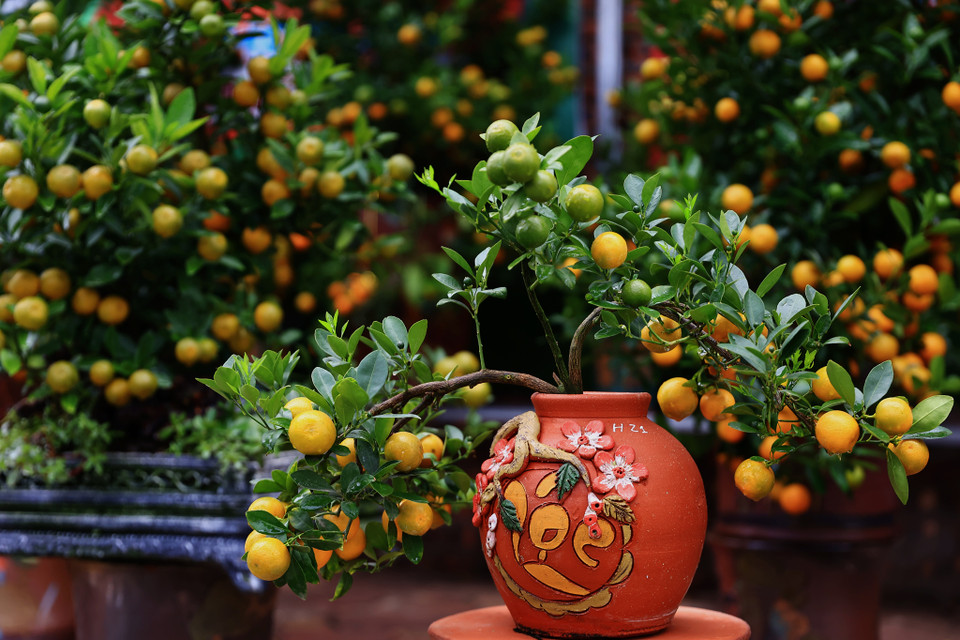 Những người làm vườn cho biết cây bonsai sẽ lên chậu từ tháng Tư để có thể uốn cây theo ý mong muốn. Lúc này cần chú ý chăm sóc đến bộ rễ để đảm bảo cho cây được cung cấp đủ dưỡng chất. (Ảnh: Hoài Nam/Vietnam+)