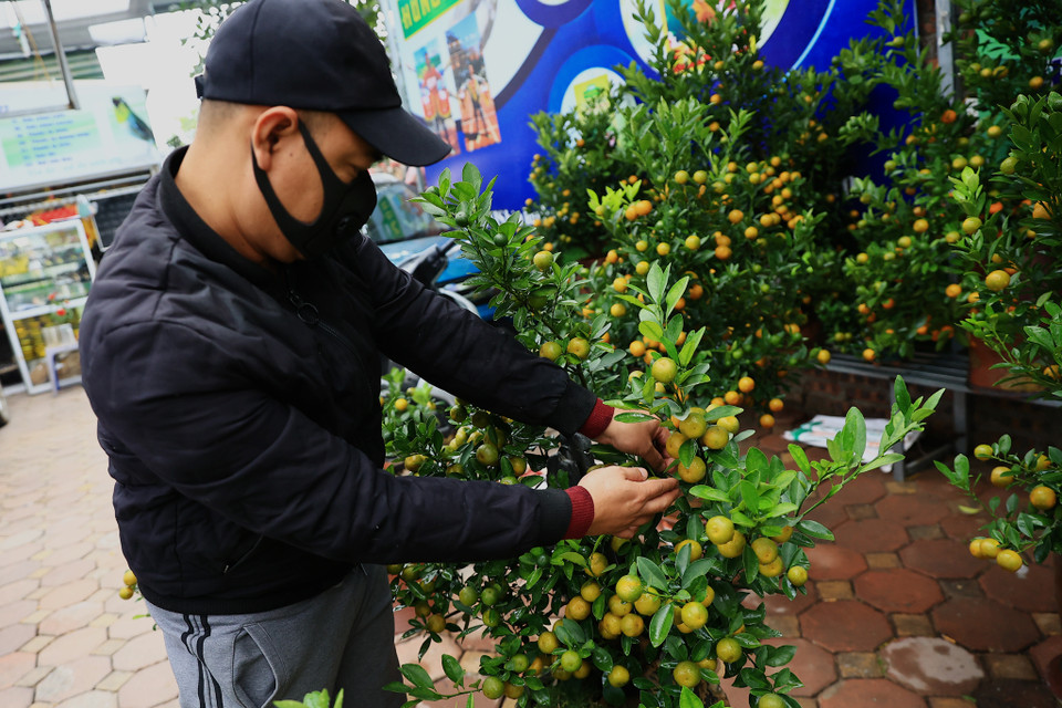 Đến gần Tết, quả lớn và nặng cành nên đòi hỏi nhiều công chăm sóc hơn, người chăm cây sẽ dùng những dây thép nhỏ để cố định lựa dáng cây theo ý mình nhưng vẫn giữ được nét tự nhiên. (Ảnh: Hoài Nam/Vietnam+)