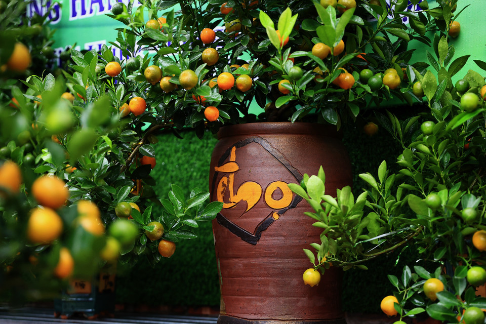 Để có được những chậu quất lung linh cho dịp Tết Âm lịch, các nhà vườn ở Tứ Liên đã phải bỏ công chăm chút suốt cả năm. (Ảnh: Hoài Nam/Vietnam+)