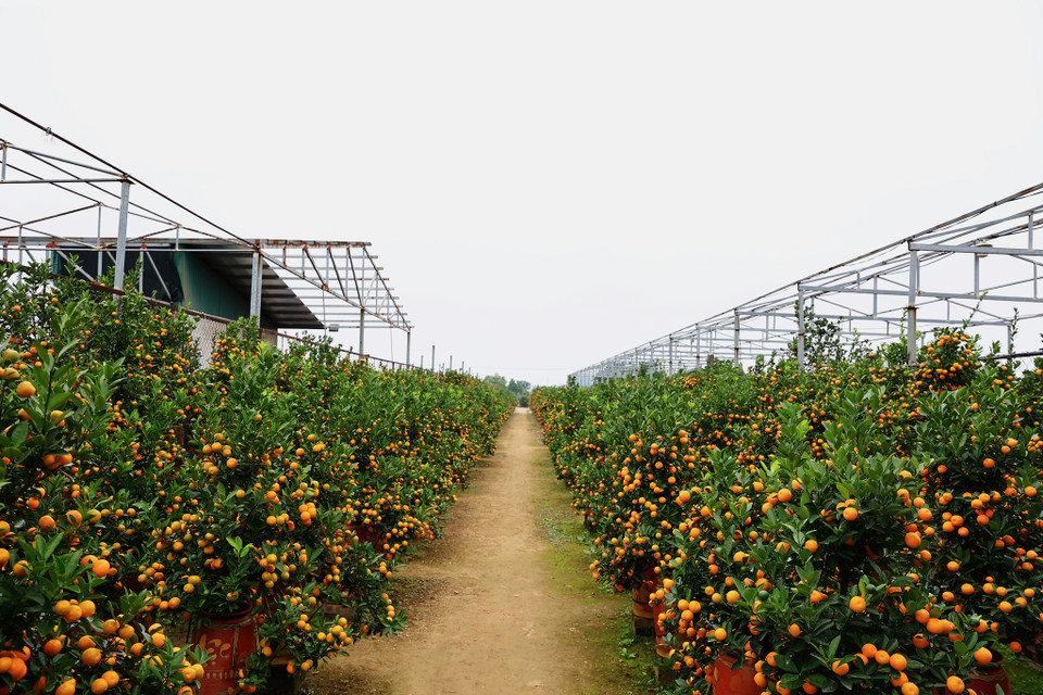 Đến làng quất Tứ Liên vào dịp này, mọi người sẽ bị thu hút bởi không gian sặc sỡ của những cây quất đến độ chín cũng như những cây quất bonsai dáng đẹp. (Ảnh: Hoài Nam/Vietnam+)