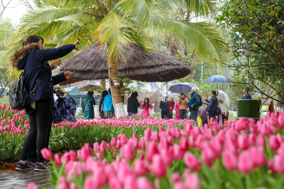 Nơi đây quy tụ nhiều giống tulip nổi tiếng trên thế giới như Christmas Dream, Strong Gold, Verandi, White Prince, Negrita Zeeland, Tom Pouce…(Ảnh: PV/Vietnam+)
