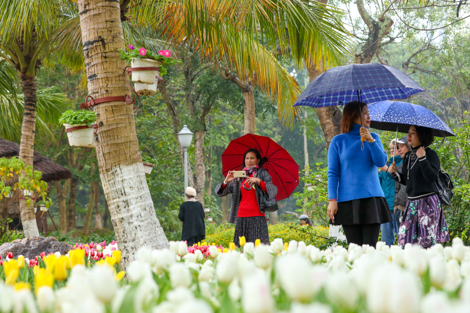 Tất cả đều được Ban tổ chức lễ hội nhập khẩu trực tiếp từ Hà Lan và ươm trồng rất kỳ công tại Sa Pa, nơi có khí hậu và môi trường gần giống với châu Âu để cây sinh trưởng tốt nhất. (Ảnh: PV/Vietnam+)