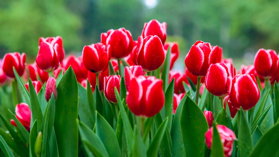 (Ảnh: PV/Vietnam+)