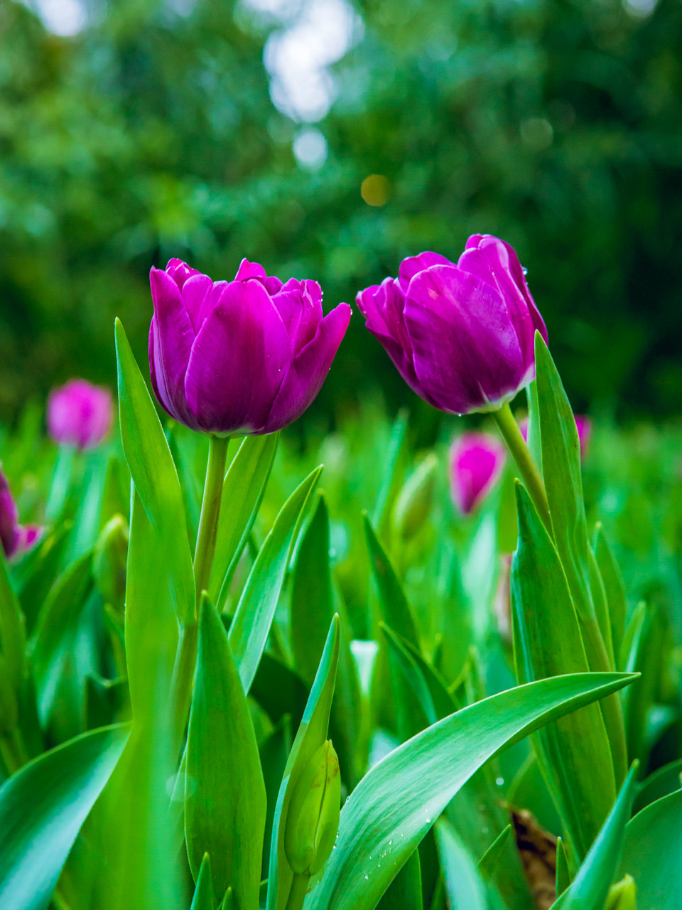 (Ảnh: PV/Vietnam+)