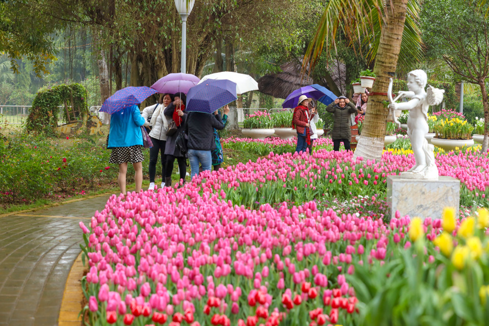 Sau một thời gian chăm bón bởi những chuyên gia nông nghiệp hàng đầu, các gốc hoa nhập khẩu đã phát triển rất tốt, sẵn sàng bung nở cho một lễ hội hoa rực rỡ. (Ảnh: PV/Vietnam+)