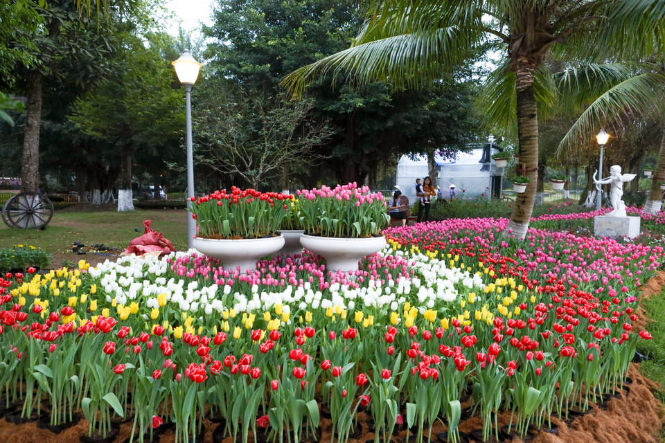 Diện tích hơn 1.500m2 tại Công viên Mùa Xuân đã được tô điểm bằng 180.000 cây hoa tulip rực rỡ sắc màu được trồng thành từng thảm hoa bạt ngàn, tạo nên một địa điểm thú vị cho các gia đình đi chơi vào dịp Tết Dương lịch. (Ảnh: PV/Vietnam+)