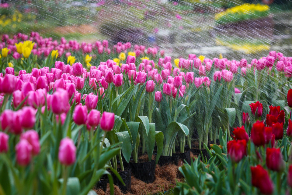 (Ảnh: PV/Vietnam+)