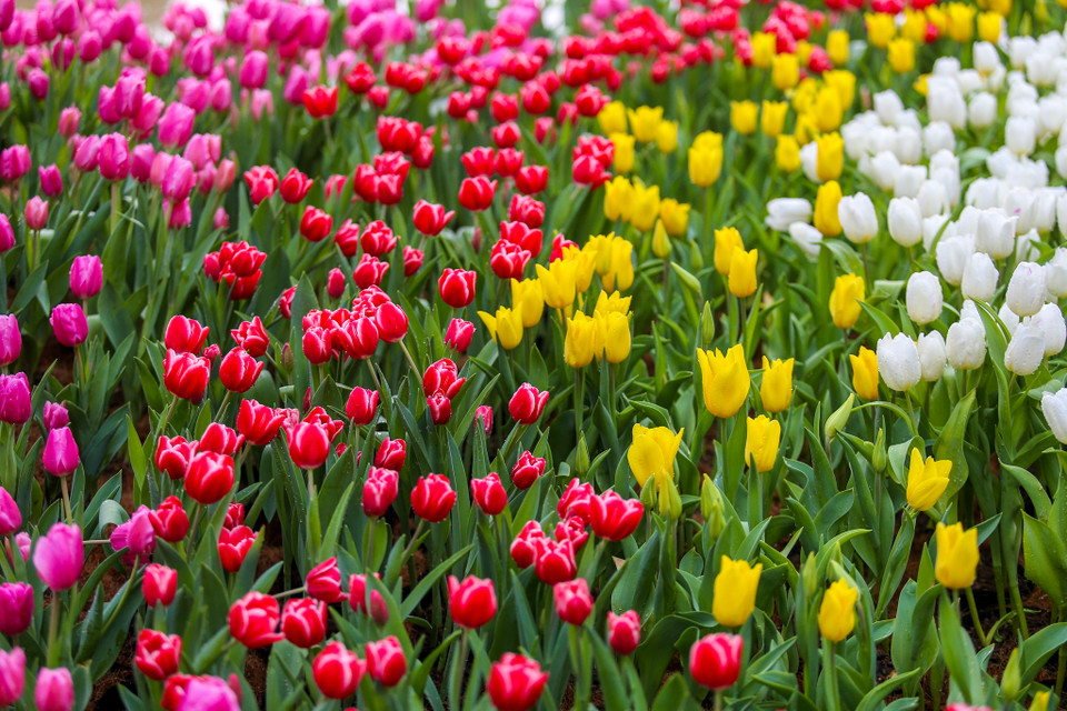Đến với Lễ hội hoa Tulip 2019, du khách không chỉ mãn nhãn bởi sắc hoa quyến rũ mà còn được hòa mình vào không khí lễ hội đậm sắc màu văn hóa của đất nước Cối xay gió. (Ảnh: PV/Vietnam+)
