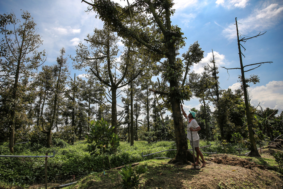 Có cây vẫn còn lá, nhưng đang héo rũ. Có cây đã trụi còn trơ khung. Vài cây lớn chỉ còn mỗi thân, phía ngọn vát chéo xuống như bị chém. Nhưng dù hình thức ra sao, thì kết cục chung đều là phải chặt: đất quá mặn và rễ cây đã chết rồi. (Ảnh: Minh Sơn/Vietnam+)
