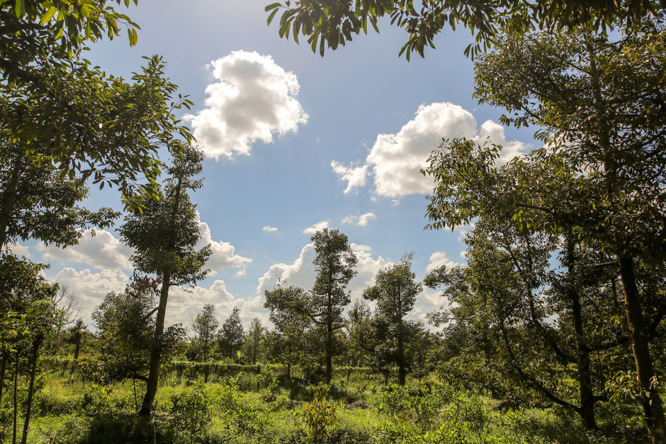 5 năm gần đây, Đồng bằng sông Cửu Long đã phải hứng chịu 2 đợt xâm nhập mặn lịch sử vào mùa khô năm 2015-2016 và 2019-2020, làm ảnh hưởng nghiêm trọng đến sản xuất và đời sống dân sinh; khiến hàng chục nghìn hécta lúa, cây ăn trái bị thiệt hại đặc biệt là cây sầu riêng. (Ảnh: Minh Sơn/Vietnam+)