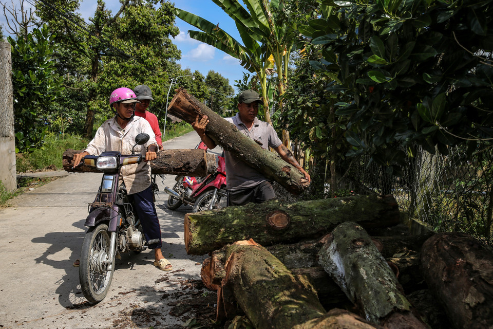 Anh Nguyễn Văn Lõi trước đây anh cũng trồng sầu riêng. Tuy nhiên bâu giờ anh đi đốn sầu riêng để cải thiện thu nhập. Anh Lõi tỏ ra hoang mang vì khi hết cây để đốn, thì anh cũng hết sinh kế tạm thời. (Ảnh: Minh Sơn/Vietnam+)