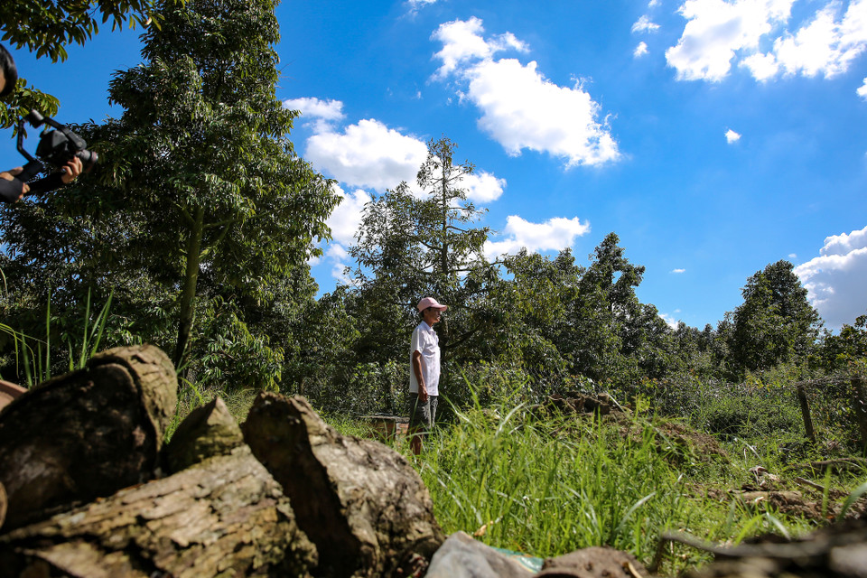 Ông Năm Toàn, một nông dân trồng sầu riêng ở Cai Lậy lặng người đứng cạnh những gốc sầu riêng đã bị đốn hạ (Ảnh: Minh Sơn/Vietnam+)