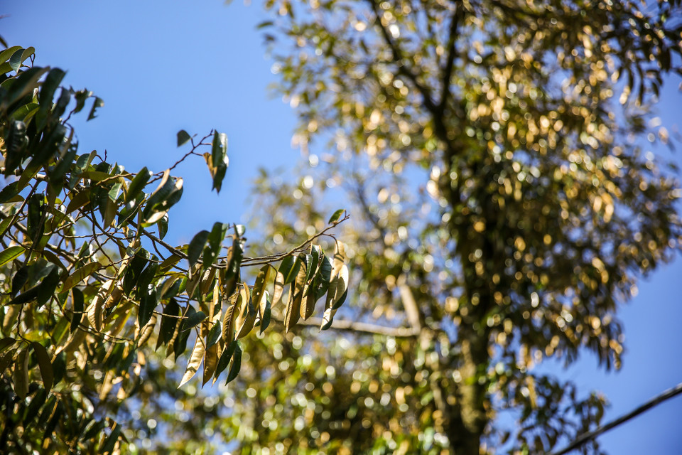 Những thân cây gầy rộc đi, từng tầng lá bắt đầu vàng úa biểu hiện cho việc sắp tàn lụi. Ít ai có thể tưởng tượng rằng, chỉ vài năm trước, nơi đây được coi là 'thủ phủ sầu riêng' của miền Tây Nam Bộ. (Ảnh: Minh Sơn/Vietnam+)