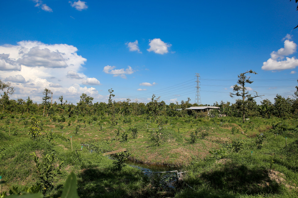 Những gốc sầu riêng mới đang được trồng với niềm hy vọng nhỏ nhoi của những người nông dân nơi đây. Cuộc đời của họ đã gắn chặt sâu đến nỗi họ có thể mất tất cả nếu sầu riêng chết hết. (Ảnh: Minh Sơn/Vietnam+)