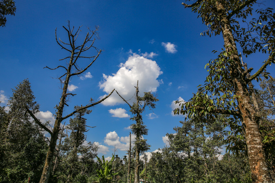 Thiệt hại nặng nề nhất là vùng Cai Lậy (Tiền Giang) khi vùng nước tưới tiêu độ mặn đã đến ngưỡng 8 và những cây sầu riêng nơi đây đang đếm ngược từng ngày để 'chết'. (Ảnh: Minh Sơn/Vietnam+)