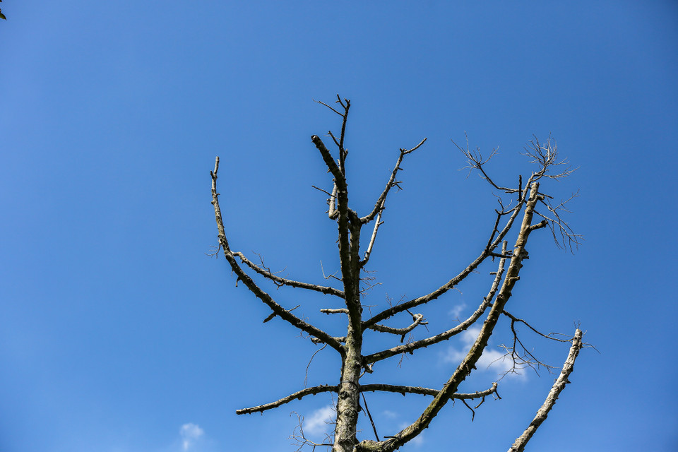 'Sầu riêng thì không phải lúc mặn nó chết ngay đâu, mà sau mặn mới chết. Đất bị nhiễm mặn, rễ nó chết là chết từ từ,' những người nông dân trồng sầu riêng ở đây cho biết. (Ảnh: Minh Sơn/Vietnam+)