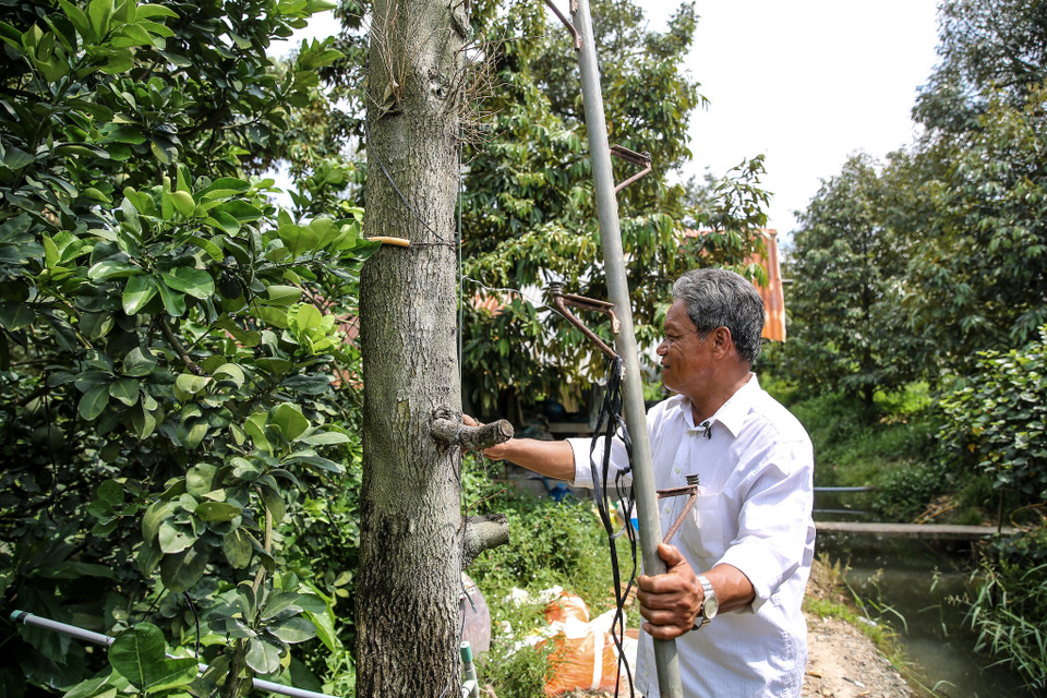 Ông Đỗ Thái Hùng là một trong những người trồng sầu riêng hiếm hoi giữ được nhiều cây còn sống, nhưng vụ vừa rồi cũng không thu hoạch được gì vì ảnh hưởng hạn mặn. (Ảnh: Minh Sơn/Vietnam+)