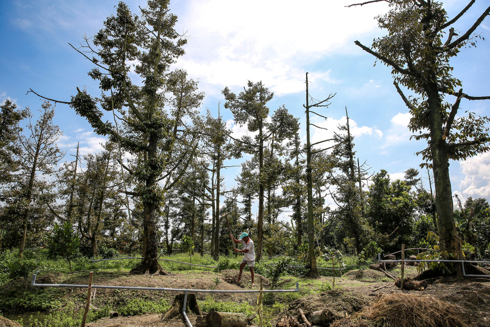 Một người nông dân trồng sầu riêng khác ở Cai Lậy là ông Tư Văn. 110 gốc sầu riêng của ông đang nằm chờ chết vì vô phương cứu chữa. (Ảnh: Minh Sơn/Vietnam+)