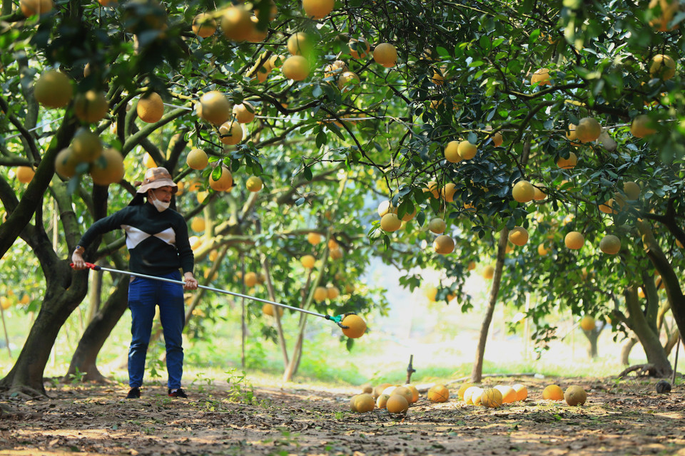 Bưởi Diễn 'xịn' giá cao hơn nhiều so với bưởi Diễn ở nơi khác. Tùy vào từng loại và tùy thuộc bán buôn hay bán lẻ, giá bán tại vườn dao động từ 30 - 70 ngàn đồng/quả. (Ảnh: Hoài Nam/Vietnam+)