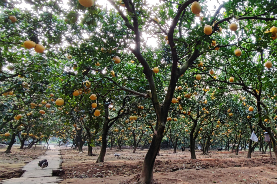 Bưởi Diễn là giống bưởi nổi tiếng thuộc làng Diễn trước đây, nay thuộc phường Phú Diễn, quận Bắc Từ Liêm. Bưởi Diễn thường có kích thước nhỏ, vỏ vàng óng, hạt nhỏ, tôm ngọt đậm đà được nhiều người ưa chuộng. (Ảnh: Hoài Nam/Vietnam+)