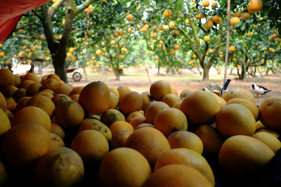 Không chỉ đẹp mắt, cách thưởng thức bưởi Diễn cũng đặc biệt. Bưởi Diễn ăn ngon nhất khi ngắt xuống 2 tuần, để xuống nước, múi bưởi căng mọng đầy hấp dẫn. (Ảnh: Hoài Nam/Vietnam+)