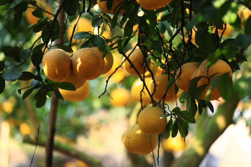 Các thương lái phải đặt hàng trước vài tháng nếu muốn đảm bảo được nguồn cung hàng. (Ảnh: Hoài Nam/Vietnam+)