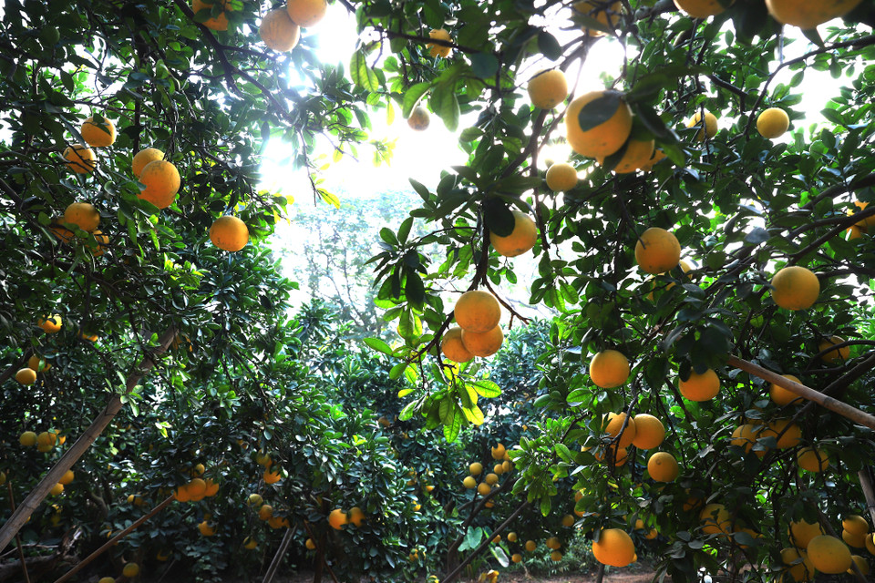 Giống bưởi Diễn bắt đầu cho thu hoạch từ tháng 11-12 Âm lịch hàng năm. Đây là khoảng thời gian cận kề với Tết Nguyên đán. Vì vậy loại quả này thường được người dân Hà Nội tìm mua để sử dụng và làm quà biếu. (Ảnh: Hoài Nam/Vietnam+)