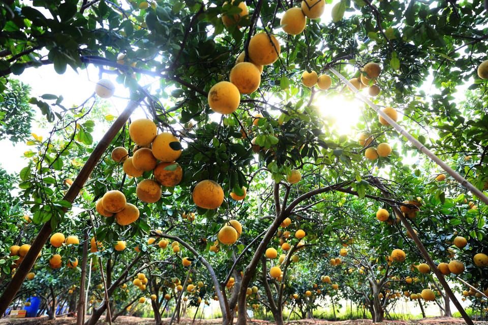 Trung bình mỗi gốc bưởi Diễn 5 - 7 năm tuổi sẽ cho thu hoạch từ 50 - 70 quả. Những cây lâu năm, tán rộng có thể cho thu hoạch trên 100 quả/cây. (Ảnh: Hoài Nam/Vietnam+)