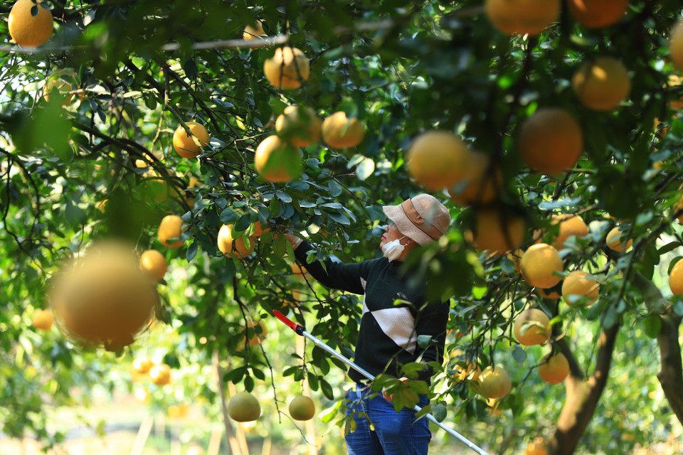 Chủ vườn bưởi Thu Dũng cho biết: 'Năm nay tưởng dịch không bán được nhưng ngoài khách quen mọi năm thì thấy có nhiều thương lái mới, cả khách từ các tỉnh lân cận đến vườn xem và đặt hàng.' (Ảnh: Hoài Nam/Vietnam+)