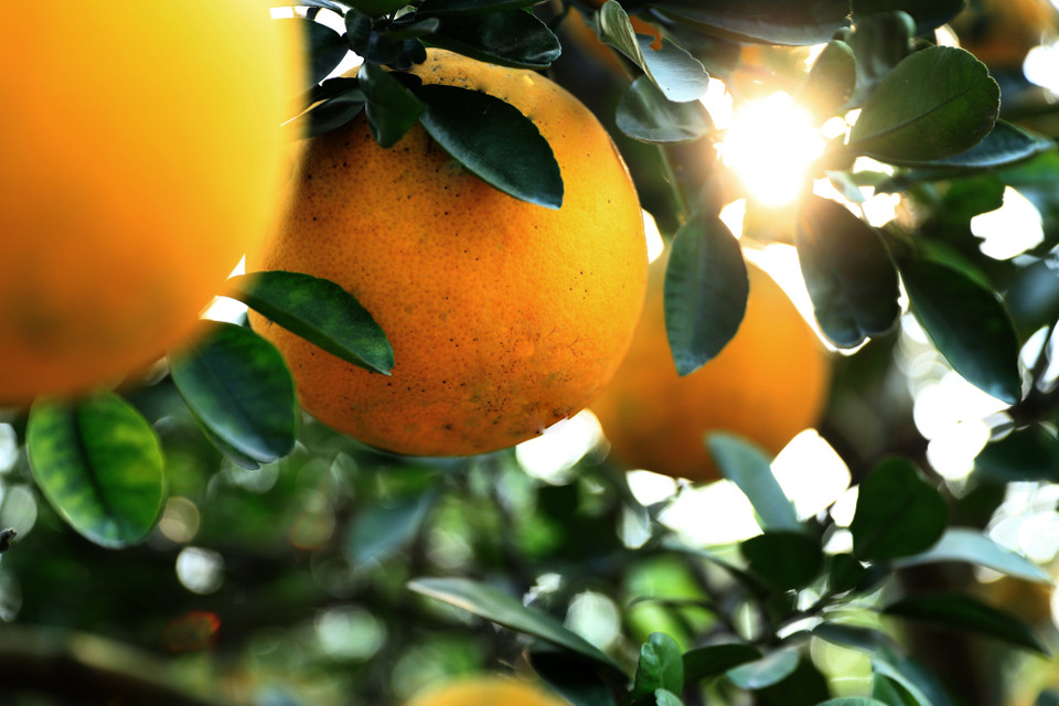 Mặc dù bưởi Diễn ngày nay đã được nhân giống và trồng ở nhiều nơi nhưng chỉ những cây trồng trên đất Diễn là cho quả ngon và đẹp nhất. (Ảnh: Hoài Nam/Vietnam+)