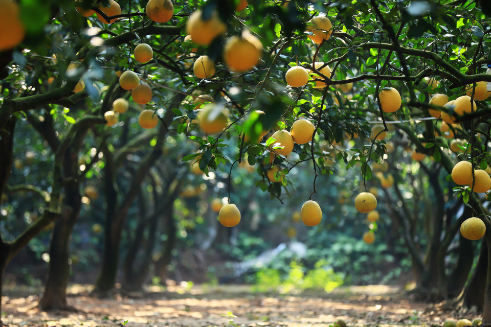 Theo kinh nghiệm của người trồng bưởi Diễn, những cây càng lâu năm thì chất lượng quả càng thơm ngon. (Ảnh: Hoài Nam/Vietnam+)