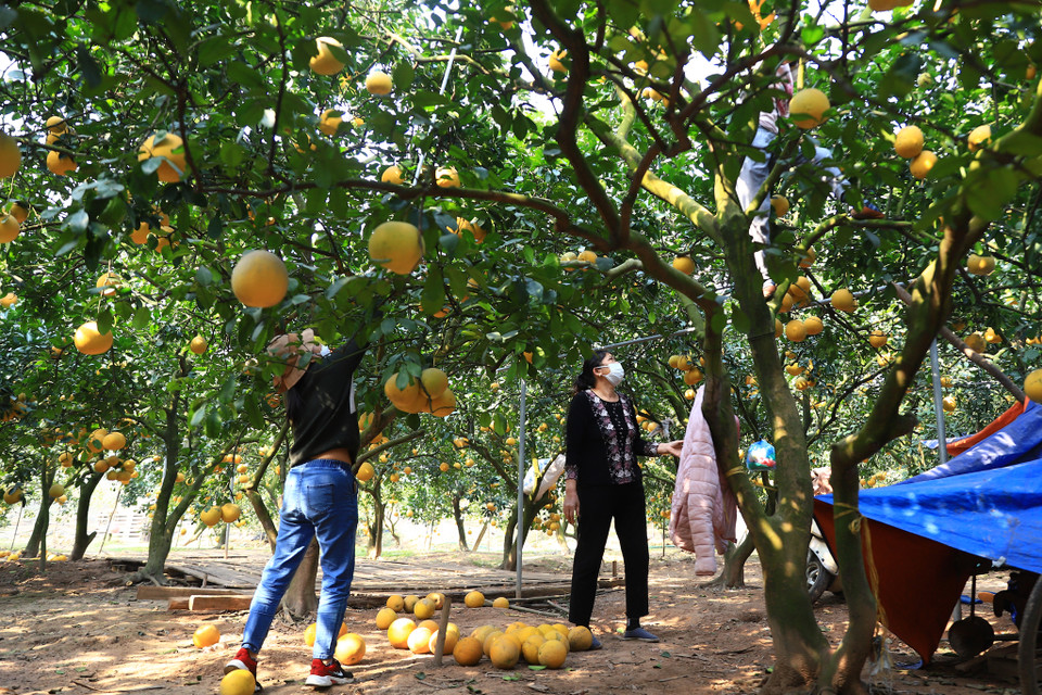 Thợ hái bưởi tại vườn cũng cho biết những ngày cao điểm có thể thu hoạch từ 3 - 4 ngàn quả để bán cho các thương lái đến vận chuyển. (Ảnh: Hoài Nam/Vietnam+)