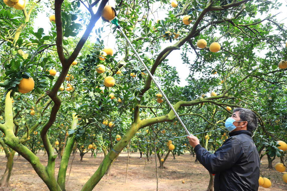 Ông Tới, người trông coi và chăm sóc vườn15 năm nay cho biết: 'Đến tháng 9 âm lịch là dừng bón tất cả các loại phân và không tưới nước nữa, để cho cây tự phát triển và cho ra sản phẩm tự nhiên nhất để phục vụ Tết.' (Ảnh: Hoài Nam/Vietnam+)
