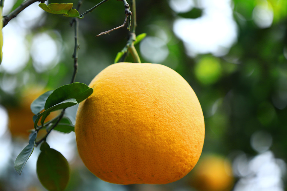 Quả bưởi Diễn khác biệt với các loại quả bưởi khác, nó có kích thước nhỏ, đường kính chừng 15cm, trọng lượng 0,8-1kg. (Ảnh: Hoài Nam/Vietnam+)