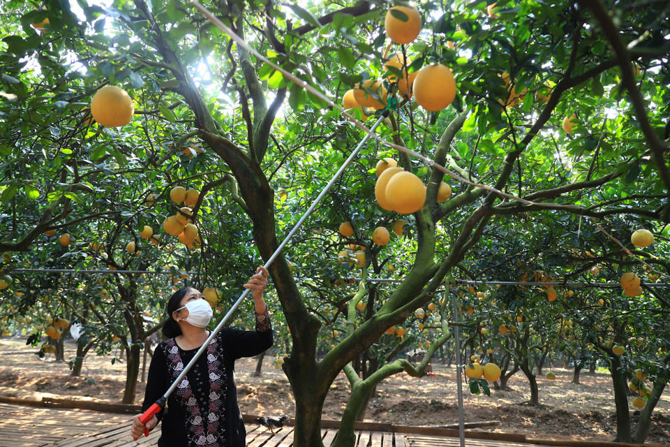 Gia đình chị Ngân đã có kinh nghiệm 30 năm trồng và chăm sóc chia sẻ: 'Bưởi Diễn không cần tưới nhiều nước, thời tiết gần Tết càng khô hanh sẽ cho thu hoạch những quả bưởi ngọt hơn.' (Ảnh: Hoài Nam/Vietnam+)
