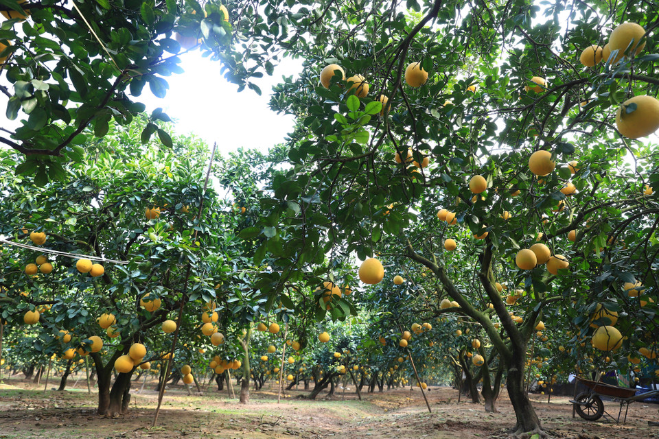 Vườn bưởi của chị có 2 ngàn gốc bưởi, trung bình cho thu hoạch từ 70 - 80 quả mỗi gốc. Thu hoạch từ giờ đến Tết Nguyên Đán. (Ảnh: Hoài Nam/Vietnam+)