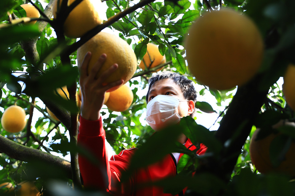 Anh Lê Đại Dương, thương lái đã bán bưởi được 7 năm đến vườn và đặt trước để hái bán dịp Tết sắp tới. Anh cho biết: 'Năm nay vì dịch nên kết hợp cả bán tại cửa hàng và bán online để tận dụng được tối đa lượng khách hàng.'