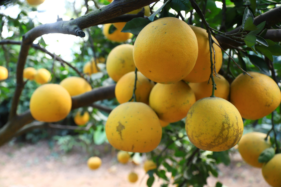 Màu bưởi vàng như lời nguyện sung túc cả năm, vị bưởi ngọt mang đến một năm mưa thuận gió hòa, vạn sự cũng thuận buồm xuôi gió. (Ảnh: Hoài Nam/Vietnam+)