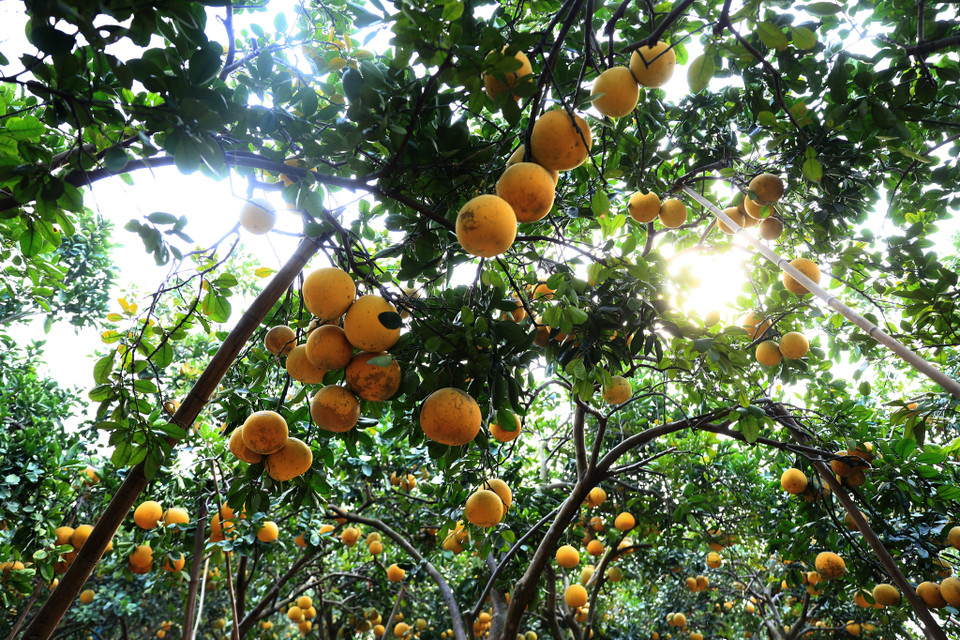  Cây bưởi Diễn ra quả mỗi năm 1 lần, thường ra hoa vào tháng Hai và quả chín đúng vào dịp Tết. (Ảnh: Hoài Nam/Vietnam+)