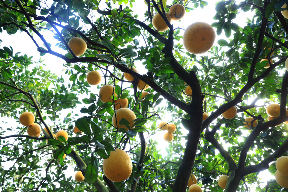 Bước đến vườn bưởi vàng ươm chờ Tết đến, chỉ cần nhìn những quả chín lúc lắc treo trên cành cũng đủ no con mắt. Vỏ bưởi căng, hanh vàng chứ không xanh mướt. (Ảnh: Hoài Nam/Vietnam+)
