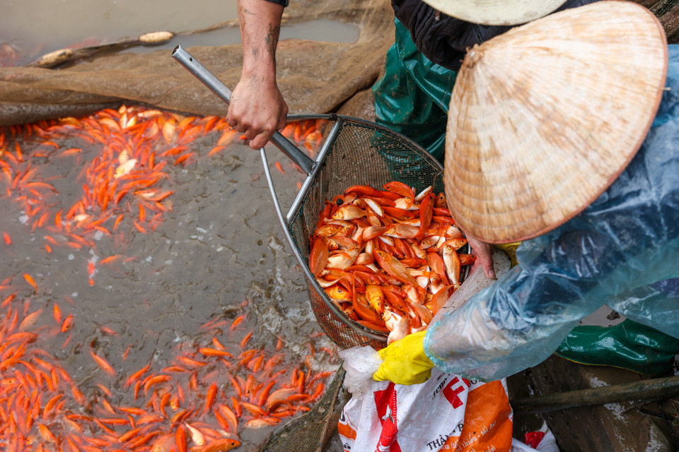 Làng Thuỷ Trầm năm nay cung ứng ra thị trường khoảng hơn 40 tấn cá chép đỏ, tương đương khoảng hơn 2 triệu con. Từ những ngày 19-20 tháng Chạp, các hộ nuôi cá đã tiến hành thu hoạch cá. (Ảnh: Minh Sơn/Vietnam+)